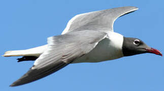 Mouette atricille