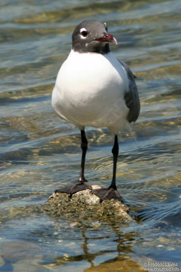 Mouette atricilleadulte nuptial