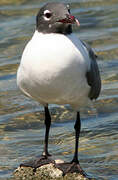 Laughing Gull