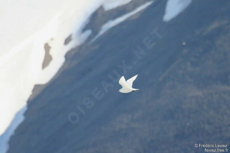 Mouette blancheadulte