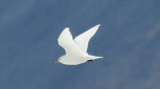 Mouette blanche