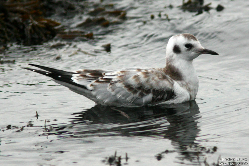 Bonaparte's Gullimmature, identification