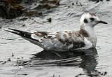 Mouette de Bonaparte