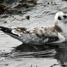 Mouette de Bonaparte