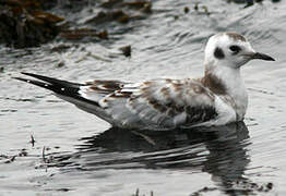 Bonaparte's Gull