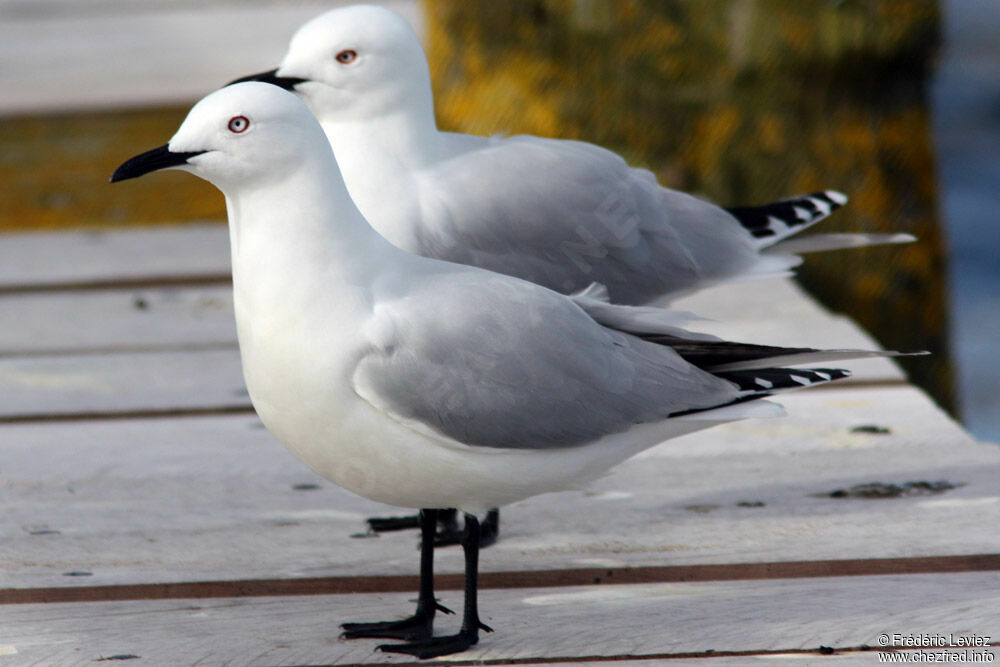 Mouette de Bulleradulte, identification