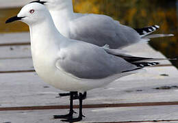 Mouette de Buller