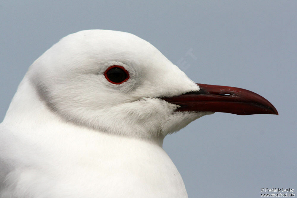 Mouette de Hartlaubadulte, identification