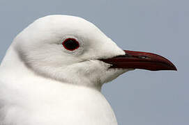 Hartlaub's Gull