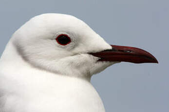 Mouette de Hartlaub