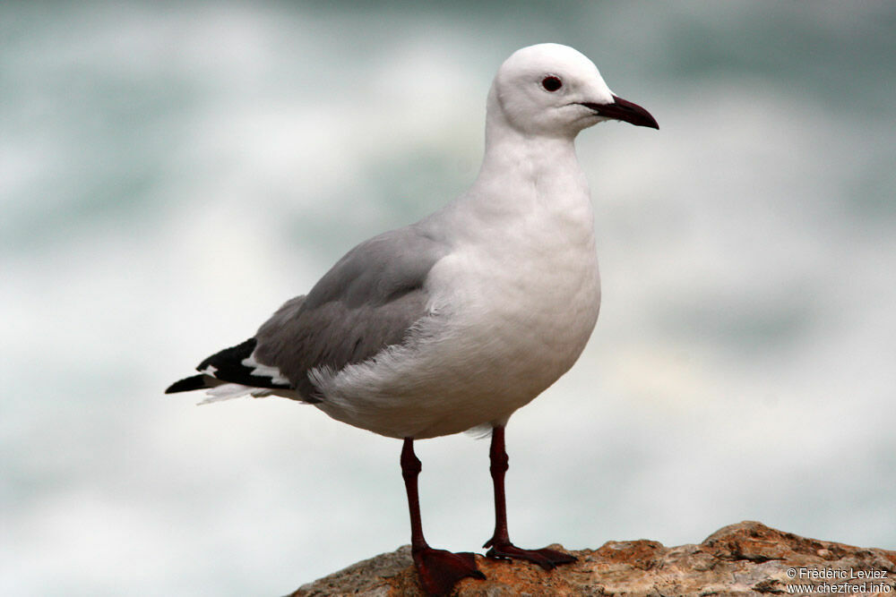 Mouette de Hartlaubimmature, identification