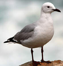 Mouette de Hartlaub