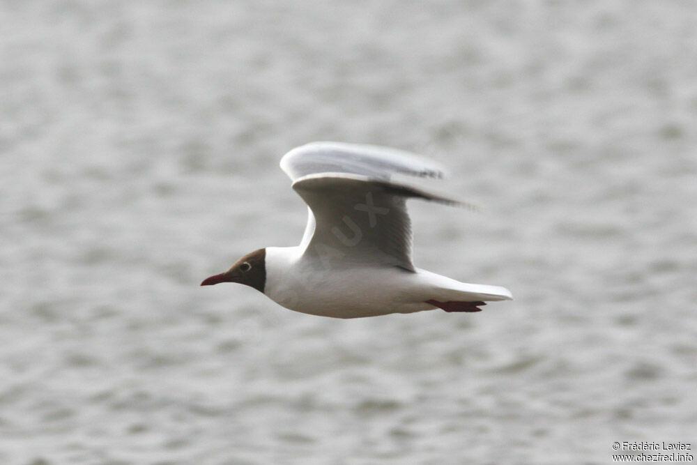 Mouette de Patagonieadulte