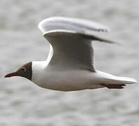 Brown-hooded Gull