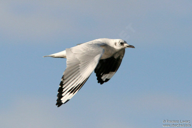 Mouette des Andesadulte internuptial