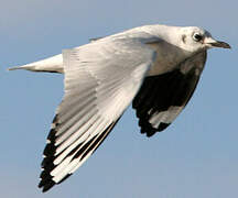 Mouette des Andes