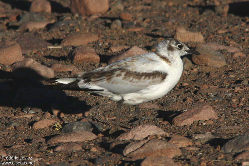 Andean Gulljuvenile, identification