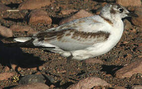 Mouette des Andes