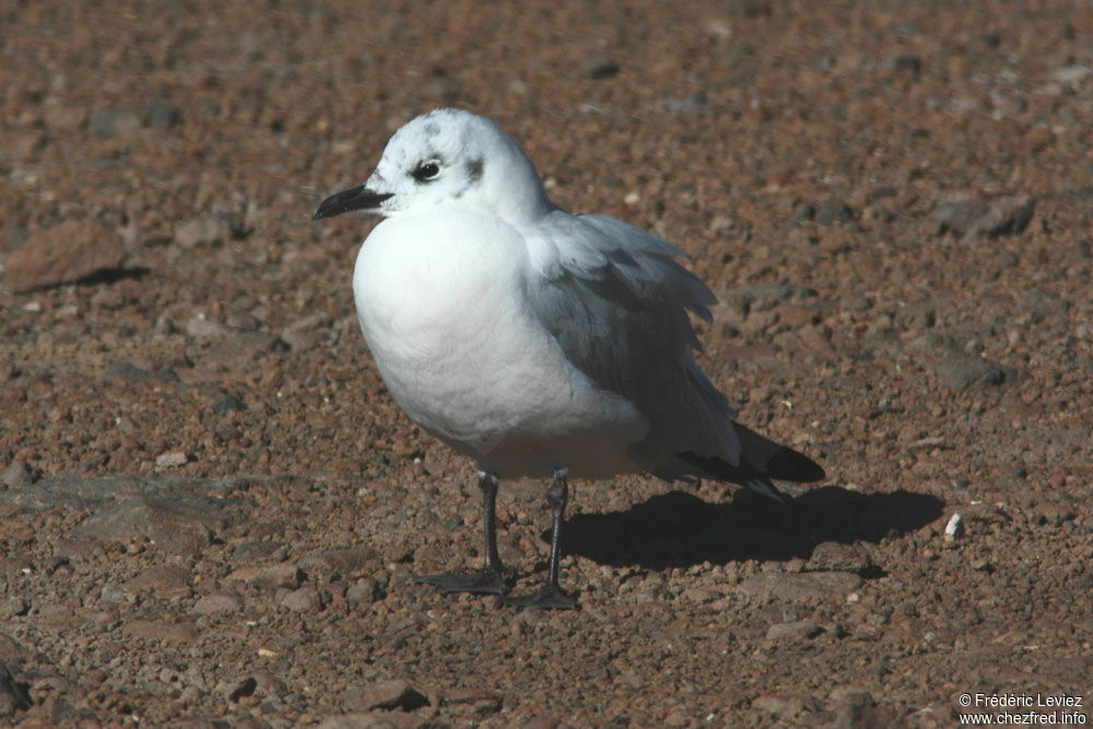 Andean Gulladult, identification