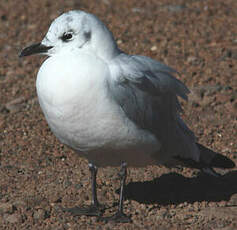 Mouette des Andes