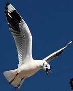 Mouette des Andes