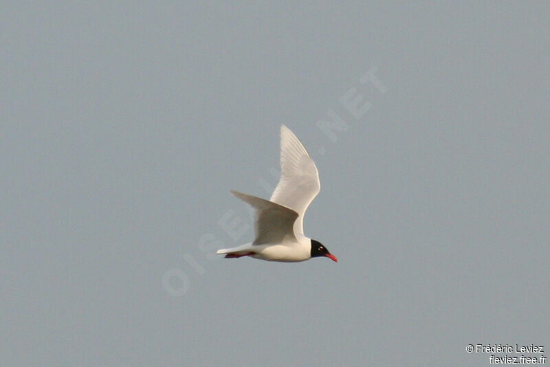 Mouette mélanocéphaleadulte