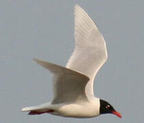 Mouette mélanocéphale