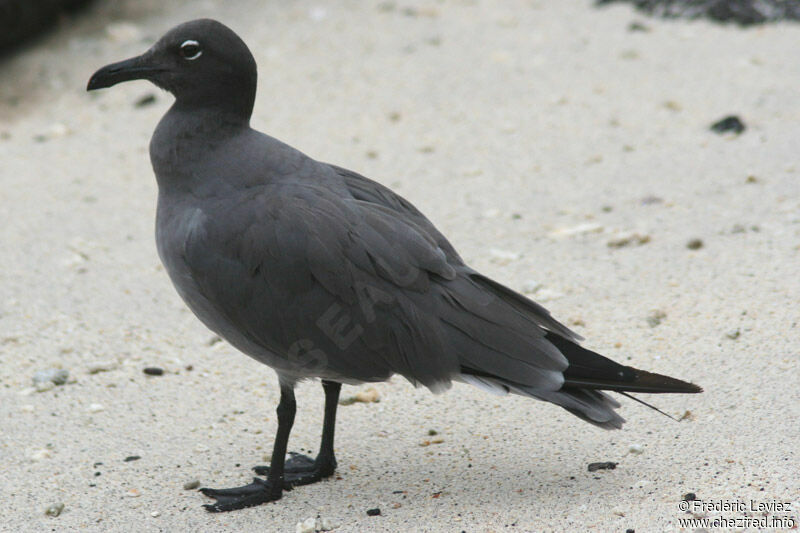 Mouette obscureadulte