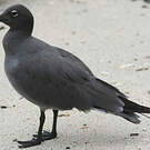 Mouette obscure