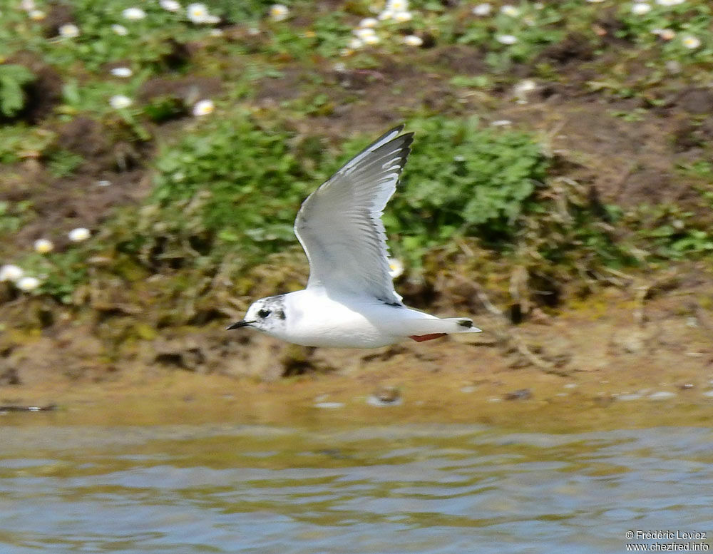 Mouette pygmée2ème année, Vol