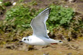 Mouette pygmée