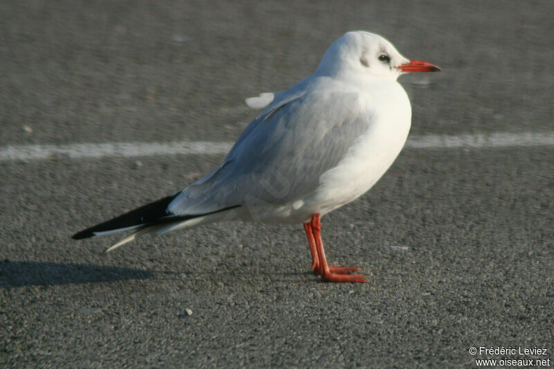 Mouette rieuse