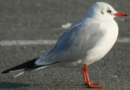 Mouette rieuse