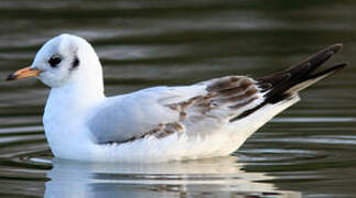 Mouette rieuse