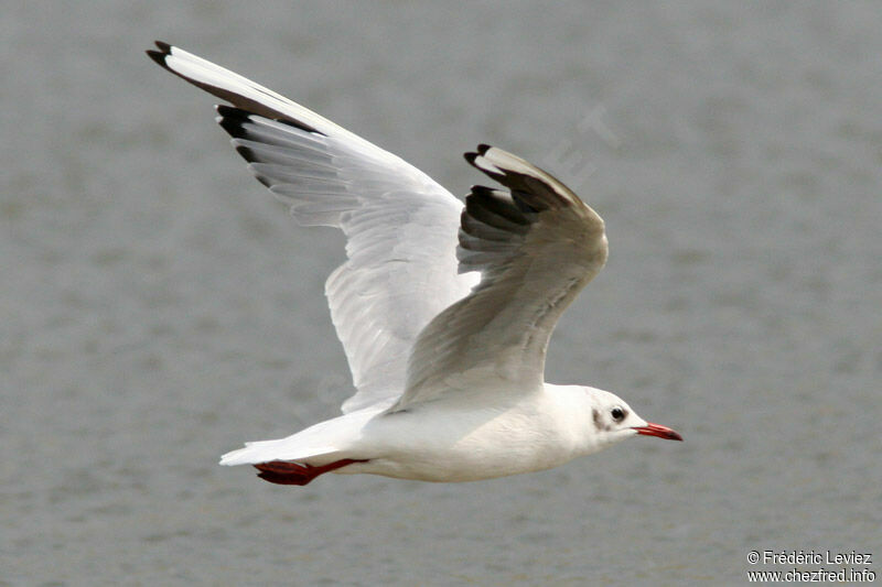 Black-headed Gulladult post breeding