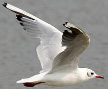 Mouette rieuse