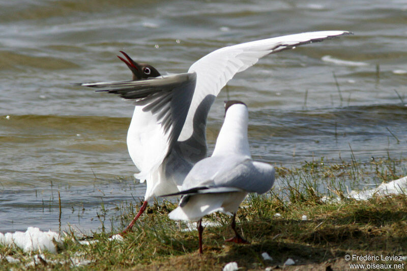 Mouette rieuseadulte nuptial