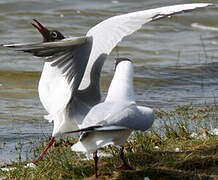 Mouette rieuse