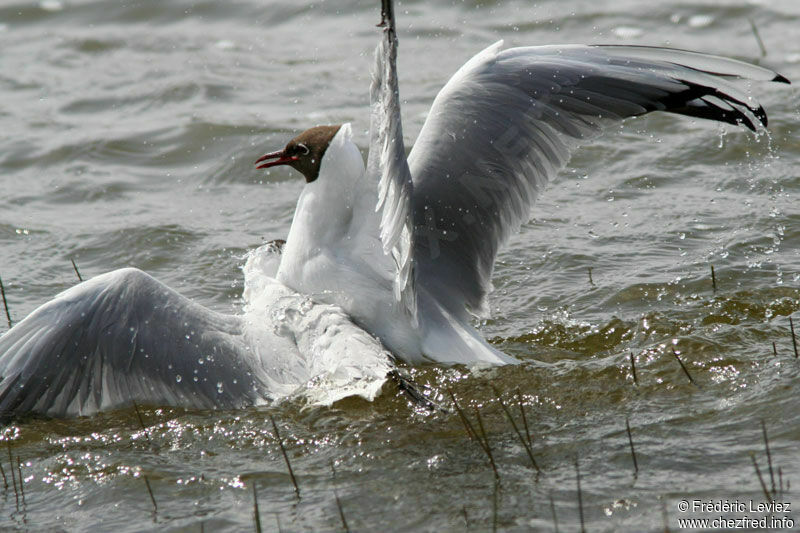 Mouette rieuseadulte nuptial