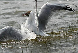 Mouette rieuse