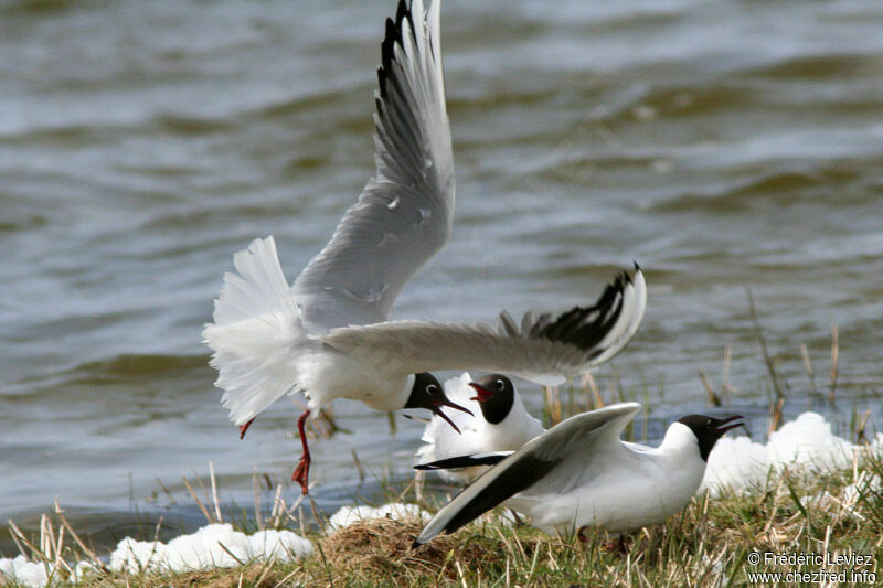 Black-headed Gulladult breeding