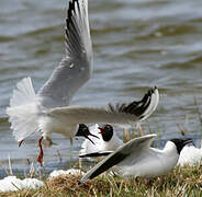 Mouette rieuse