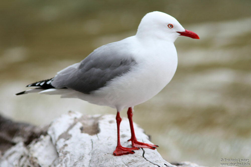 Mouette scopulineadulte nuptial, identification