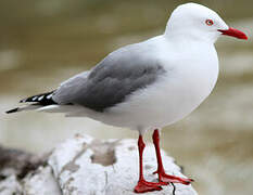 Mouette scopuline