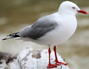 Mouette scopuline