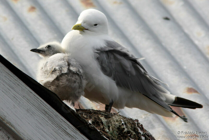 Mouette tridactyle, identification, Nidification