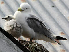 Black-legged Kittiwake