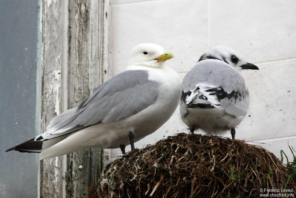 Black-legged Kittiwake, identification, Reproduction-nesting