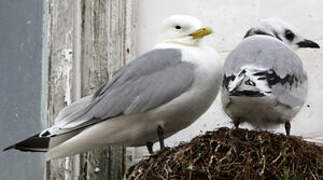 Black-legged Kittiwake