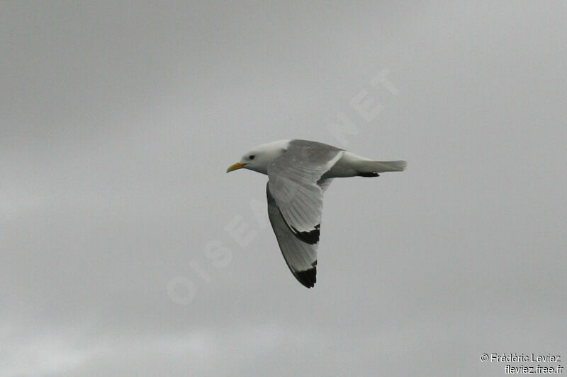 Black-legged Kittiwakeadult breeding